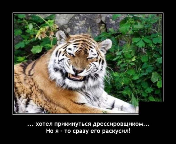 Демотиваторы 9 ноября 2021 года