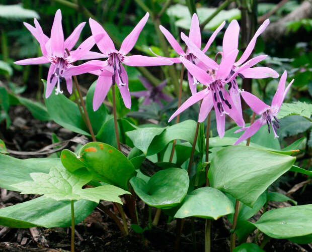 Многолетний садовый цветок Эритрониум (Erythronium)