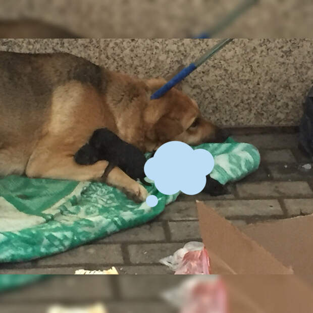 Три года назад у бездомной собаки со щенками пытались отобрать одеяло
