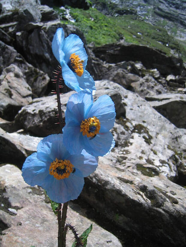 Долина Цветов в Гималаях. Голубой мак