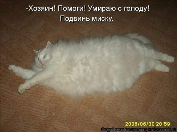 Новая котоматрица (30 фото)