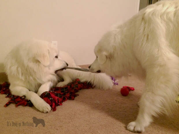 Great Pyrenees