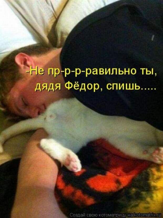 Лучшие котоматрицы недели (28 фото)