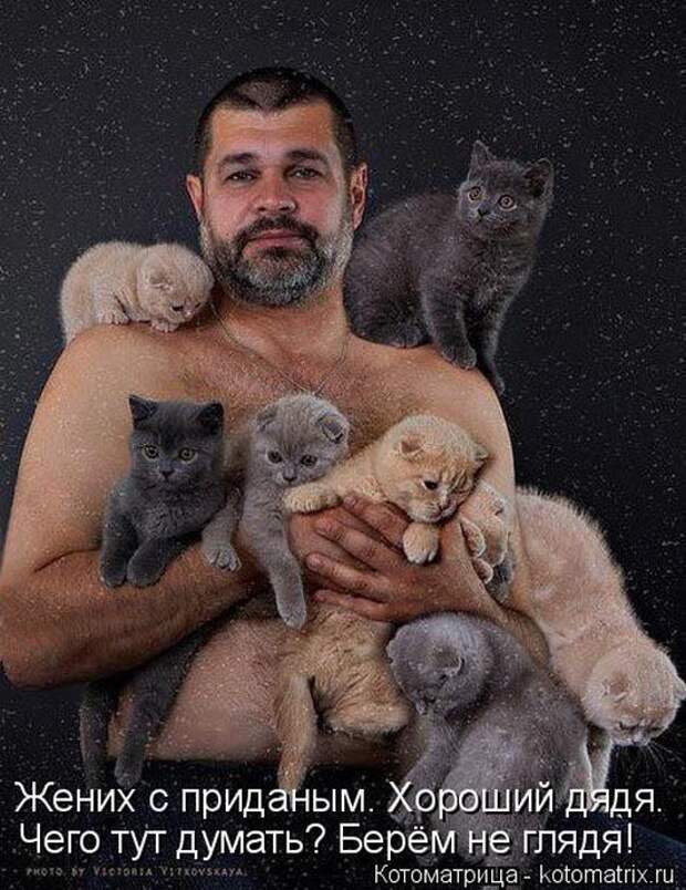 Лучшие котоматрицы недели