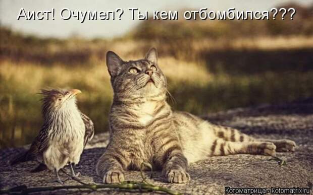 Лучшие котоматрицы недели