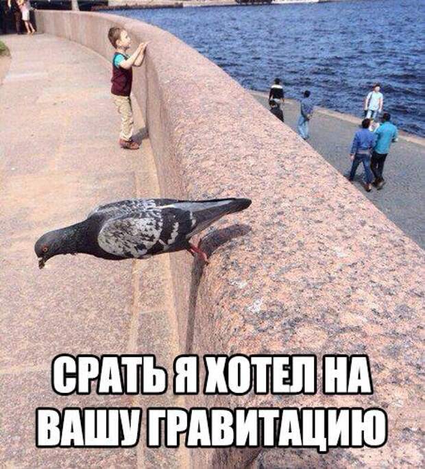 смешные картинки с надписями