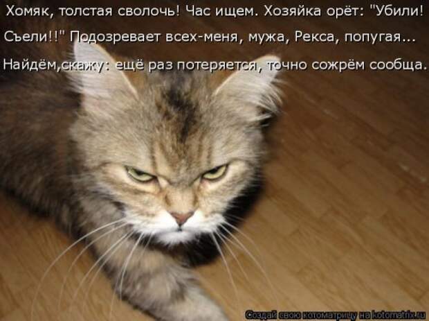 Свежая котоматрица для всех (31 шт)
