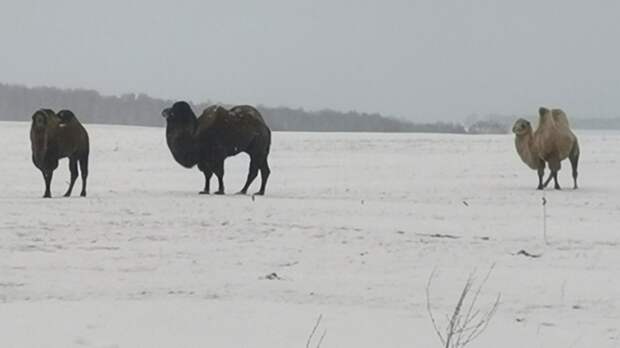 В поисках новогоднего настроения. Верблюды вышли прогуляться по заснеженному полю на Алтае