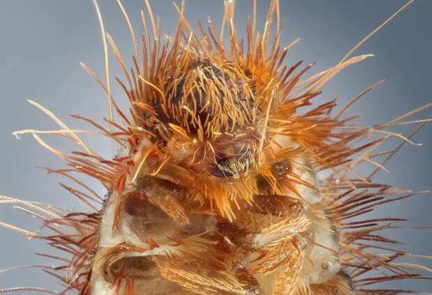 insects32 insects32 Портреты насекомых