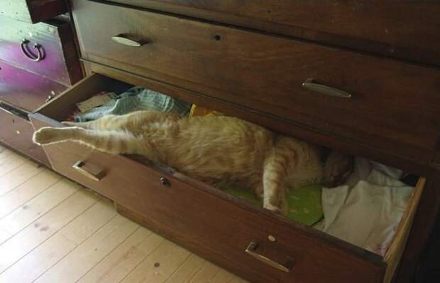 Коты, постигшие искусство сон-фу коты, спят