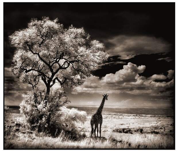 фотографии африки. Nick Brandt