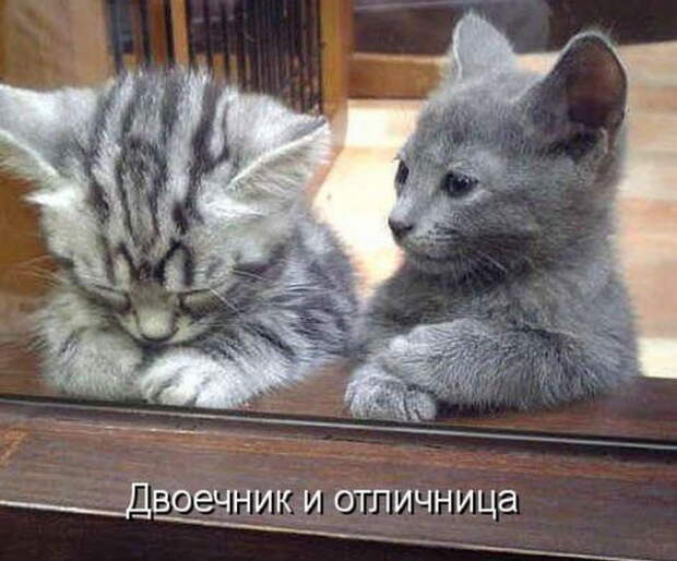 Котоматрицы (50 штук) Котоматрицы (50 штук)