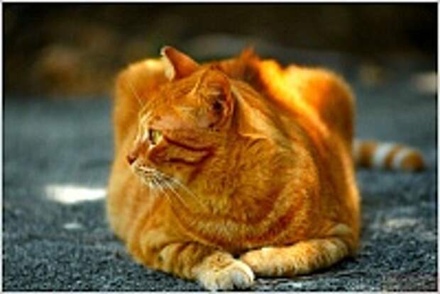 Кошки и Котята 73
