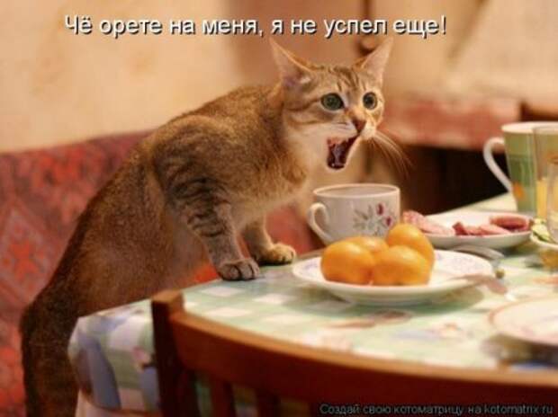 Котоматрица для ночных посетителей Поржать.ру