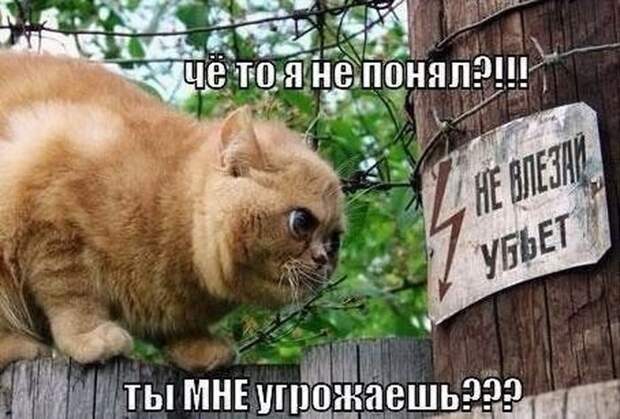 Смешные картинки с подписями