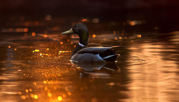 animal-portraits-sergey-polyushko-2-582b05c99128a__880
