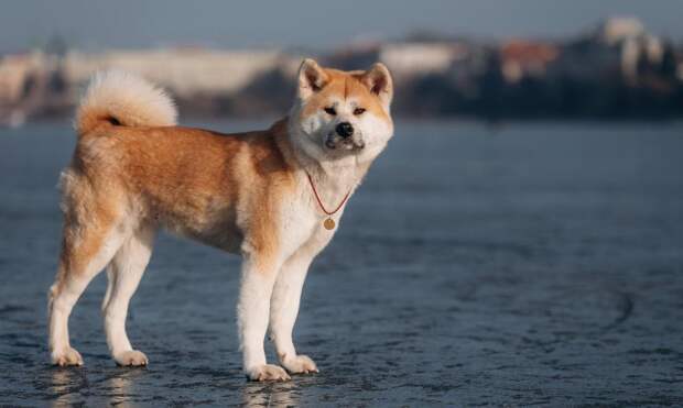 Счастье за деньги: почему иногда собаки стоят целое состояние — 8 самых дорогих пород