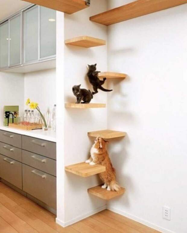 Котодизайн