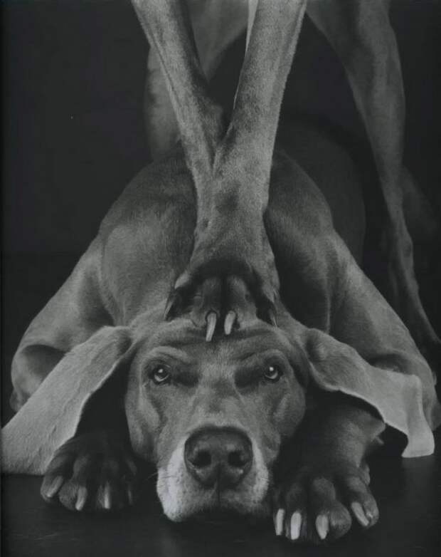 William Wegman - Man Ray
