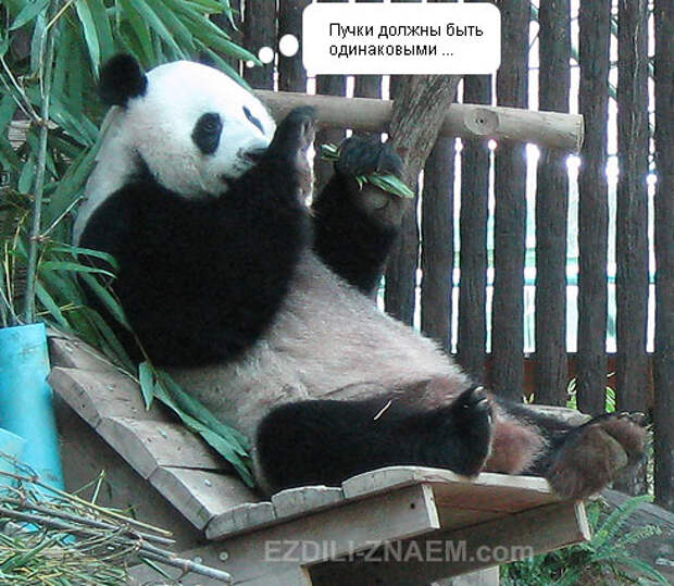 Панда с бамбуком в зоопарке Чангмая