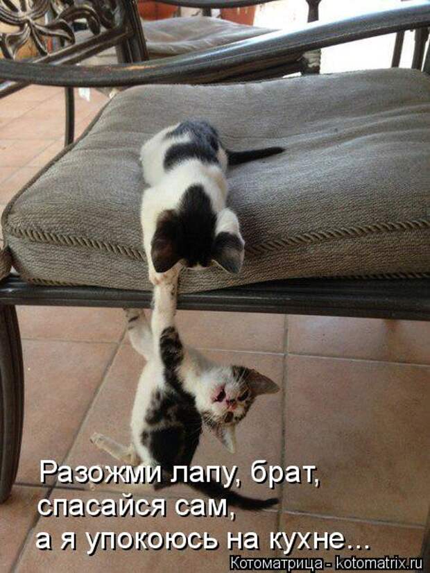 Котоматрица: Разожми лапу, брат, спасайся сам,  а я упокоюсь на кухне...