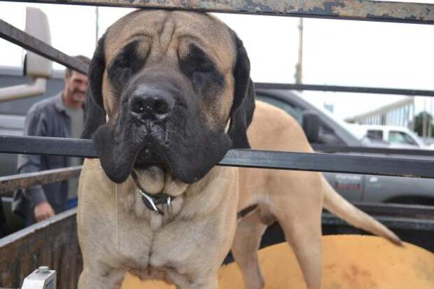 Mastiff