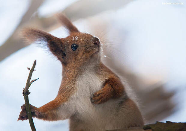 animal-portraits-sergey-polyushko-31-582b061644f71__880