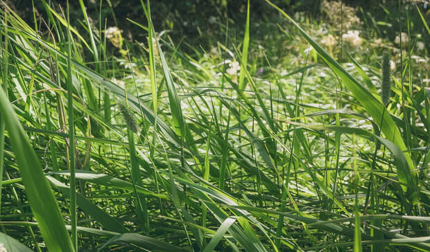 Ижевчане: «Зачем косить на газонах во дворах домов молодую траву?»
