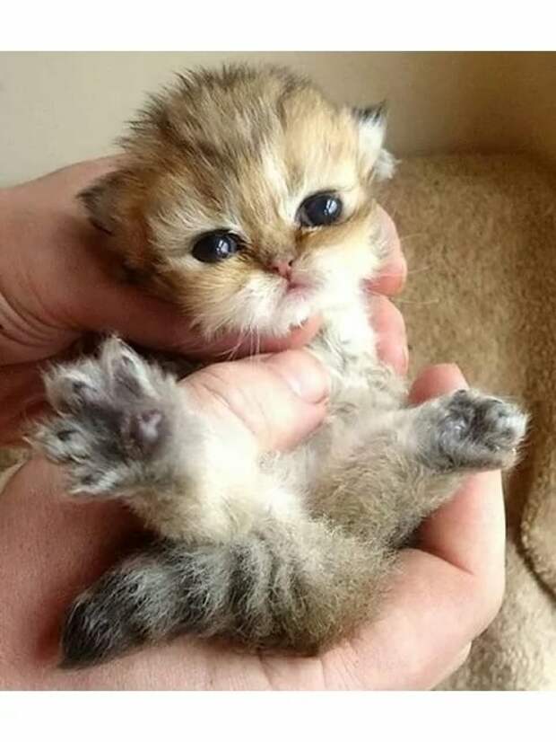 пчапочапо (480x640, 121Kb)