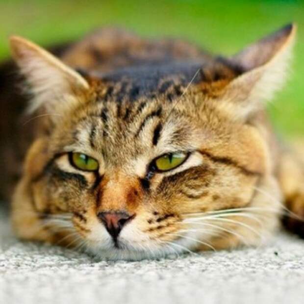 выделения у кошки