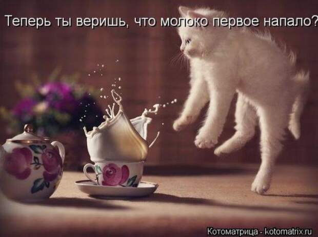 Котоматрицы(картинки с надписями)