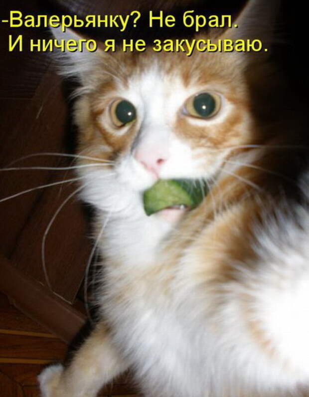Котоматрицы (50 штук) Котоматрицы (50 штук)