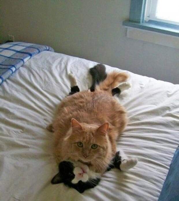 Кошачьи обнимашки