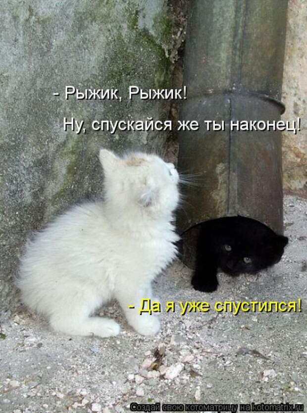 Котоматрицы(картинки с надписями)