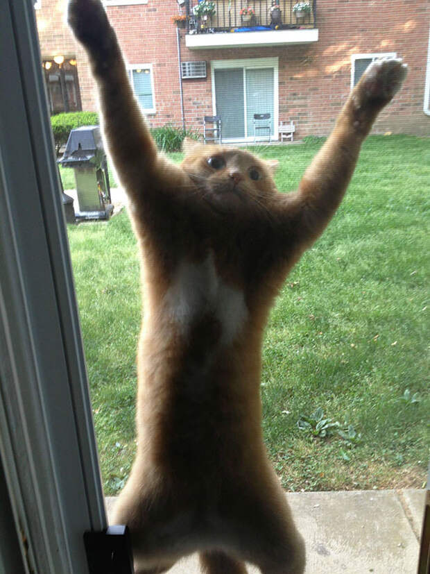 кошки которые пожалели о своем выборе