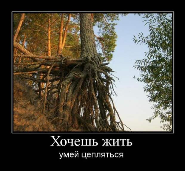 Демотиваторы (30 фото)