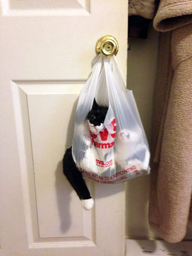 кошки которые пожалели о своем выборе 