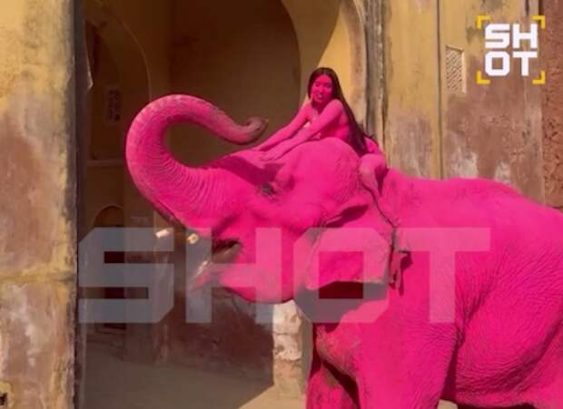 Умер слон, которого россиянка покрасила в розовый цвет ради фотосессии