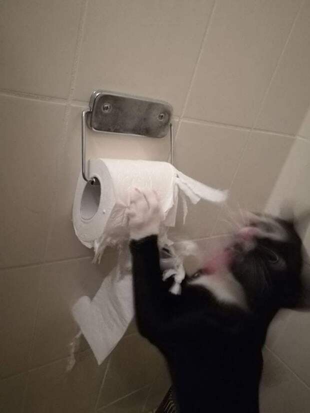 кот дерет бумагу