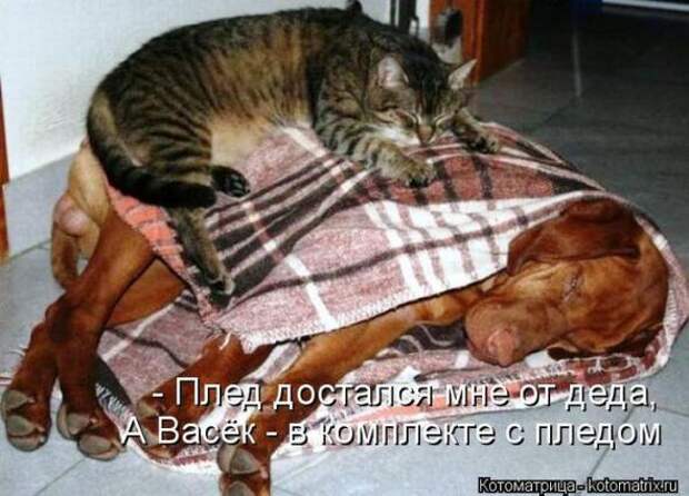 Котоматрицы (картинки с надписями)