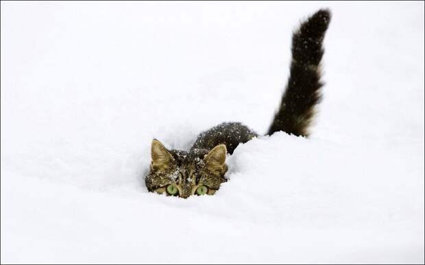 Зимние забавы кошек