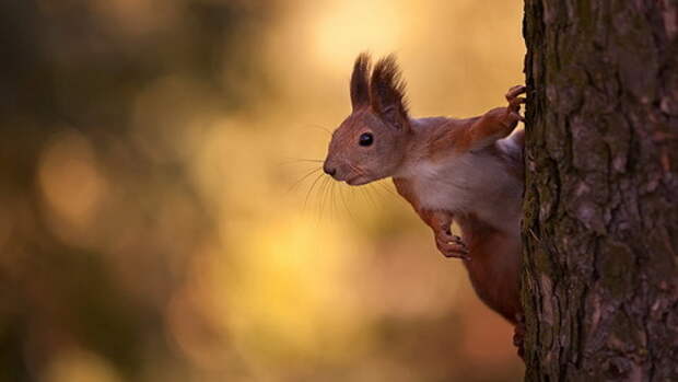 animal-portraits-sergey-polyushko-10