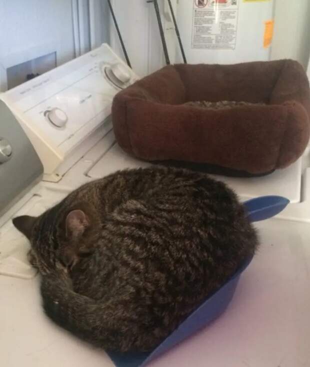 19 фотографий, которые доказывают, что кошки всегда будут делать все, что им хочется