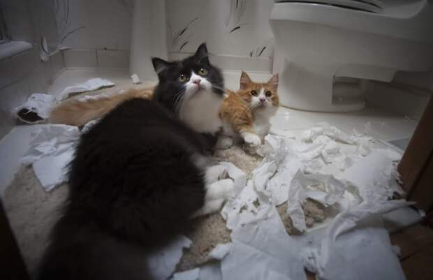 lolcats34 100 лучших фотографий кошек всех времен и народов