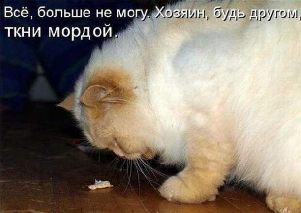 Лучшие котоматрицы от 13.08.11