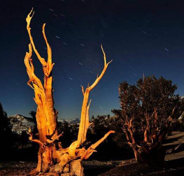 Живописные сухие деревья 