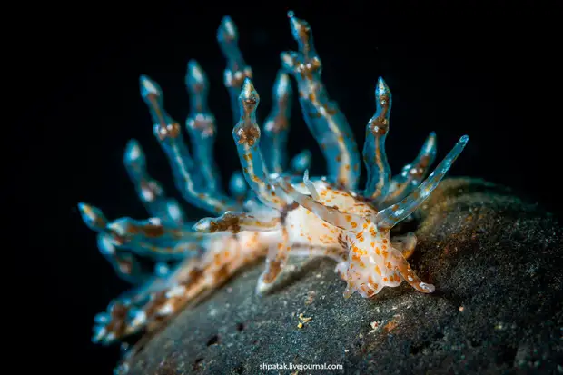   Eubranchus