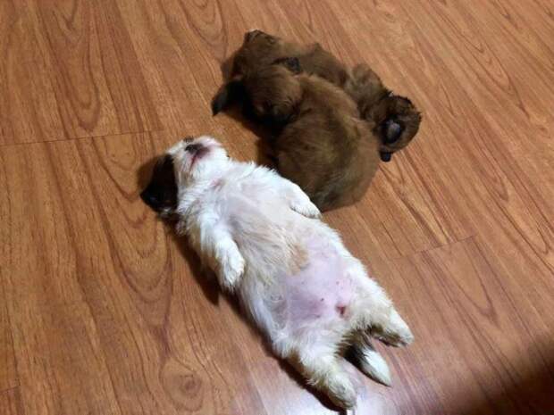 щенки спят на полу