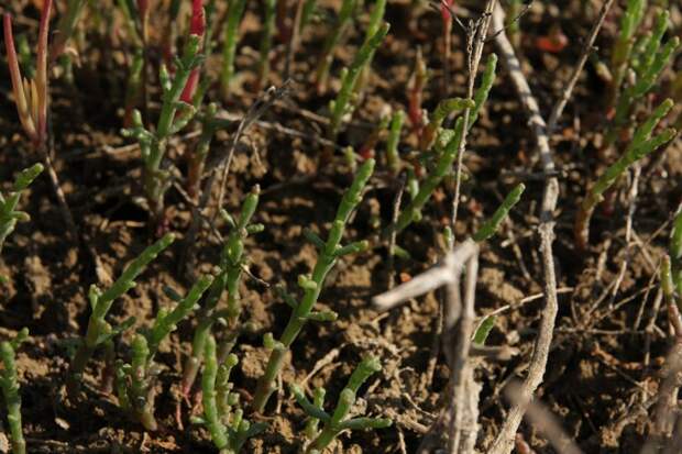 Солерос солончаковый (Salicornia perennans)