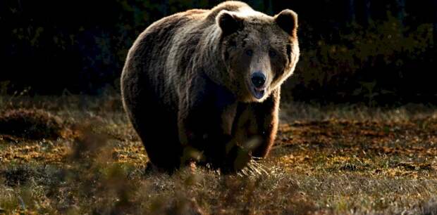 В Алтайском крае закрыли две туристические тропы из-за нашествия медведей